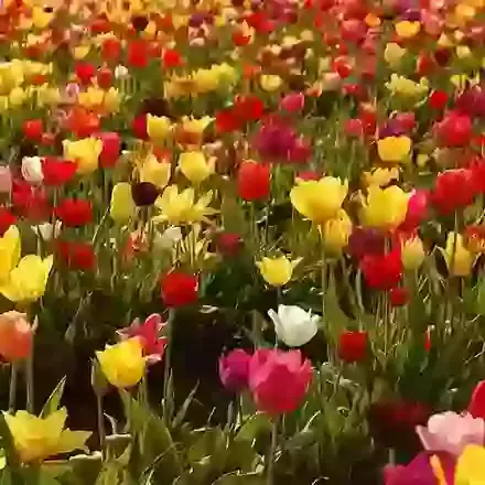 Mid Season Tulip Mixture
